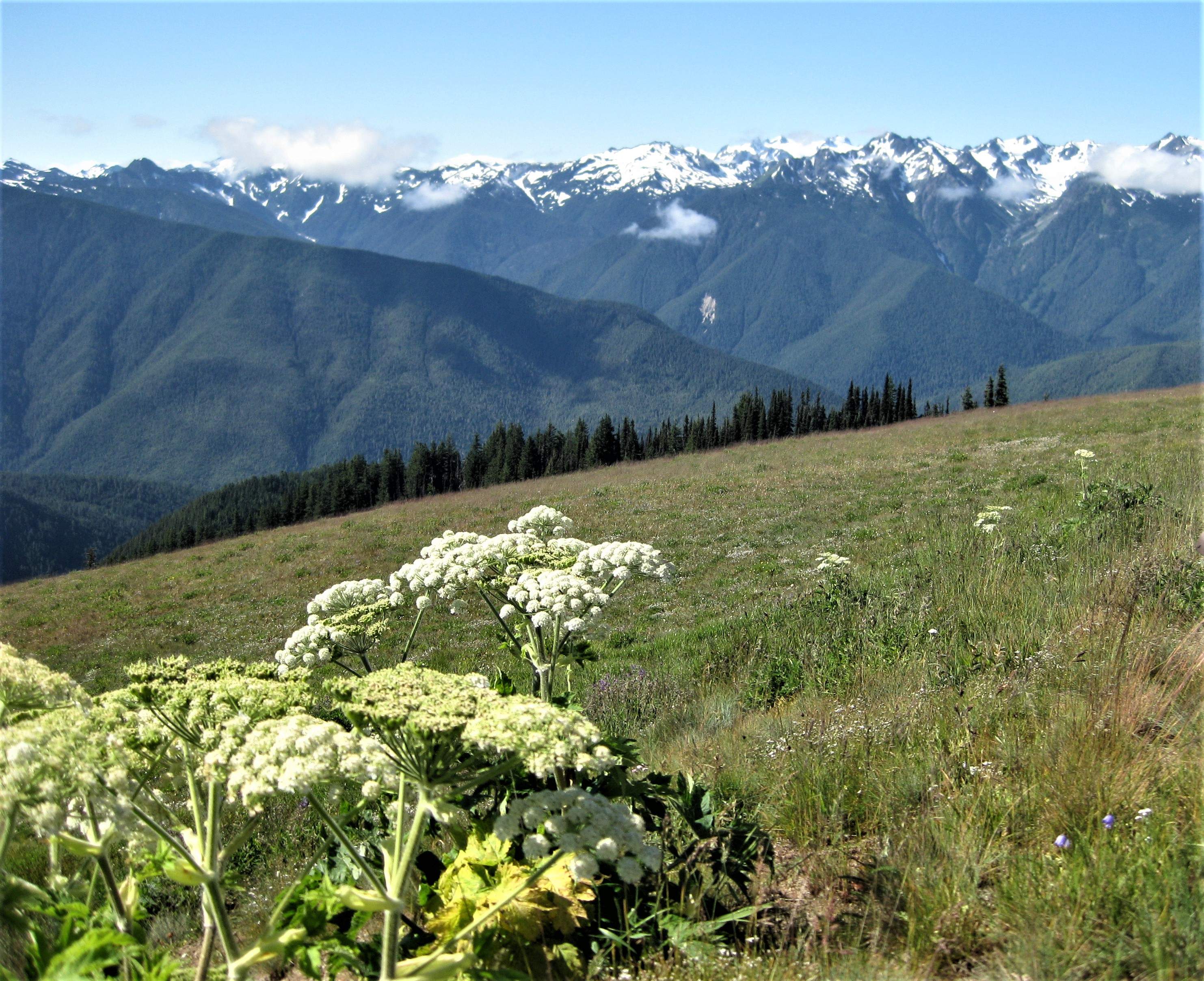 Olympic NP